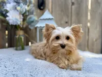 REDUCED Bullion, a male Yorkshire Terrier for sale in Danville, CA – 1 of 7
