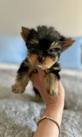 Fig, a male Yorkshire Terrier for sale in Danville, CA – 3 of 4