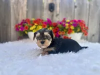 Maple, a female Yorkshire Terrier for sale in Danville, CA – Photo 5 of 6