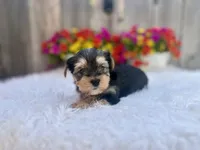 Maple, a female Yorkshire Terrier for sale in Danville, CA – Photo 4 of 6