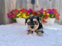 Maple, a female Yorkshire Terrier for sale in Danville, CA – Photo 6 of 6
