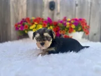 Maple, a female Yorkshire Terrier for sale in Danville, CA – Photo 2 of 6