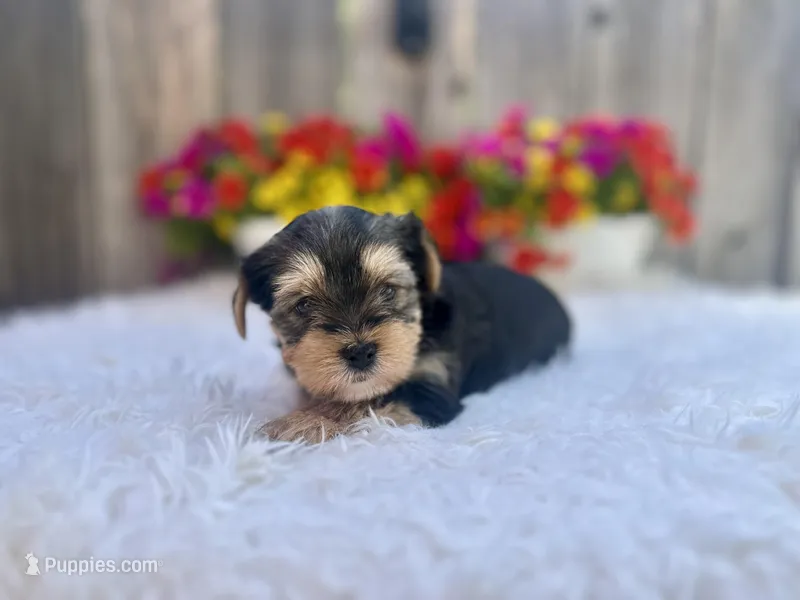 Maple – Yorkshire Terrier puppy for sale in Danville, CA