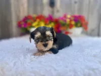 Maple, a female Yorkshire Terrier for sale in Danville, CA – Photo 1 of 6