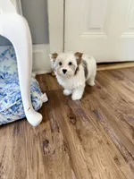 Boris , a male Yorkshire Terrier for sale in Danville, CA – 4 of 8