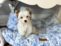 Boris , a male Yorkshire Terrier for sale in Danville, CA – 6 of 8