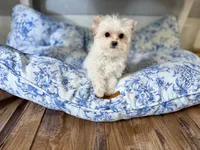 Astrid , a female Yorkshire Terrier for sale in Danville, CA – 7 of 7