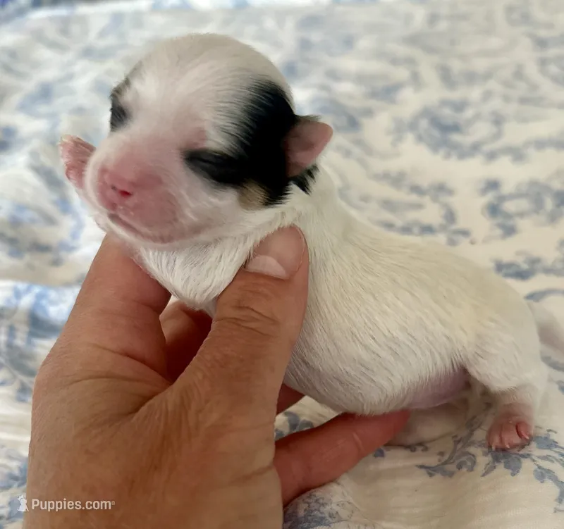 Havel – Yorkshire Terrier puppy for sale in Danville, CA