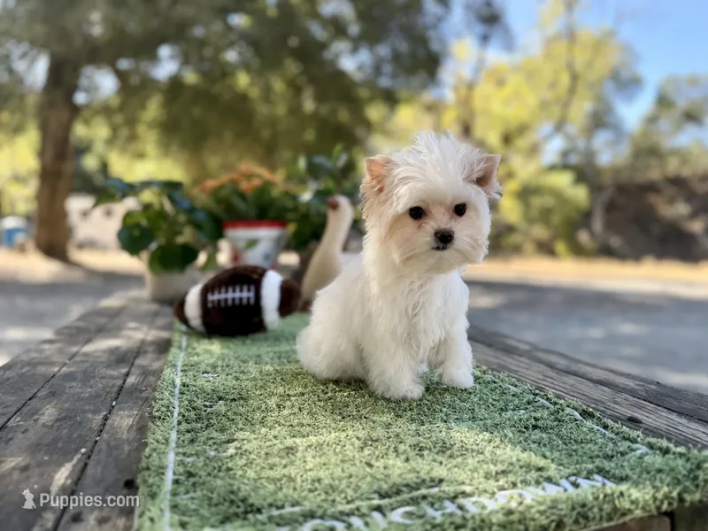 Astrid  – Yorkshire Terrier puppy for sale in Danville, CA