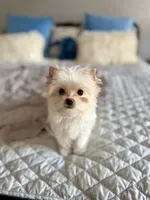 Astrid , a female Yorkshire Terrier for sale in Danville, CA – 6 of 7