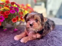 Aspen, a male Yorkshire Terrier for sale in Danville, CA – 6 of 9