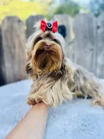 Hot chocolate , a male Yorkshire Terrier for sale in Danville, CA – 4 of 10