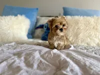 Oliver , a male Yorkshire Terrier for sale in Danville, CA – 3 of 5