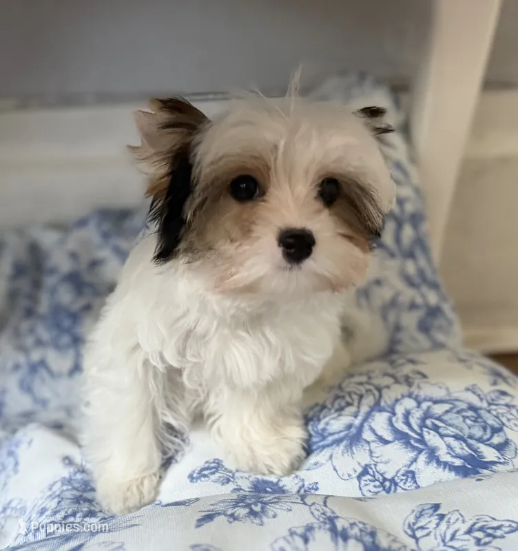 Havel – Yorkshire Terrier puppy for sale in Danville, CA