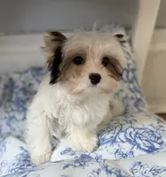 Havel, a female Yorkshire Terrier for sale in Danville, CA – 1 of 7