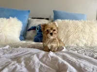 Oliver , a male Yorkshire Terrier for sale in Danville, CA – 4 of 5