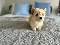 Auri, a female Yorkshire Terrier for sale in Danville, CA – 6 of 7