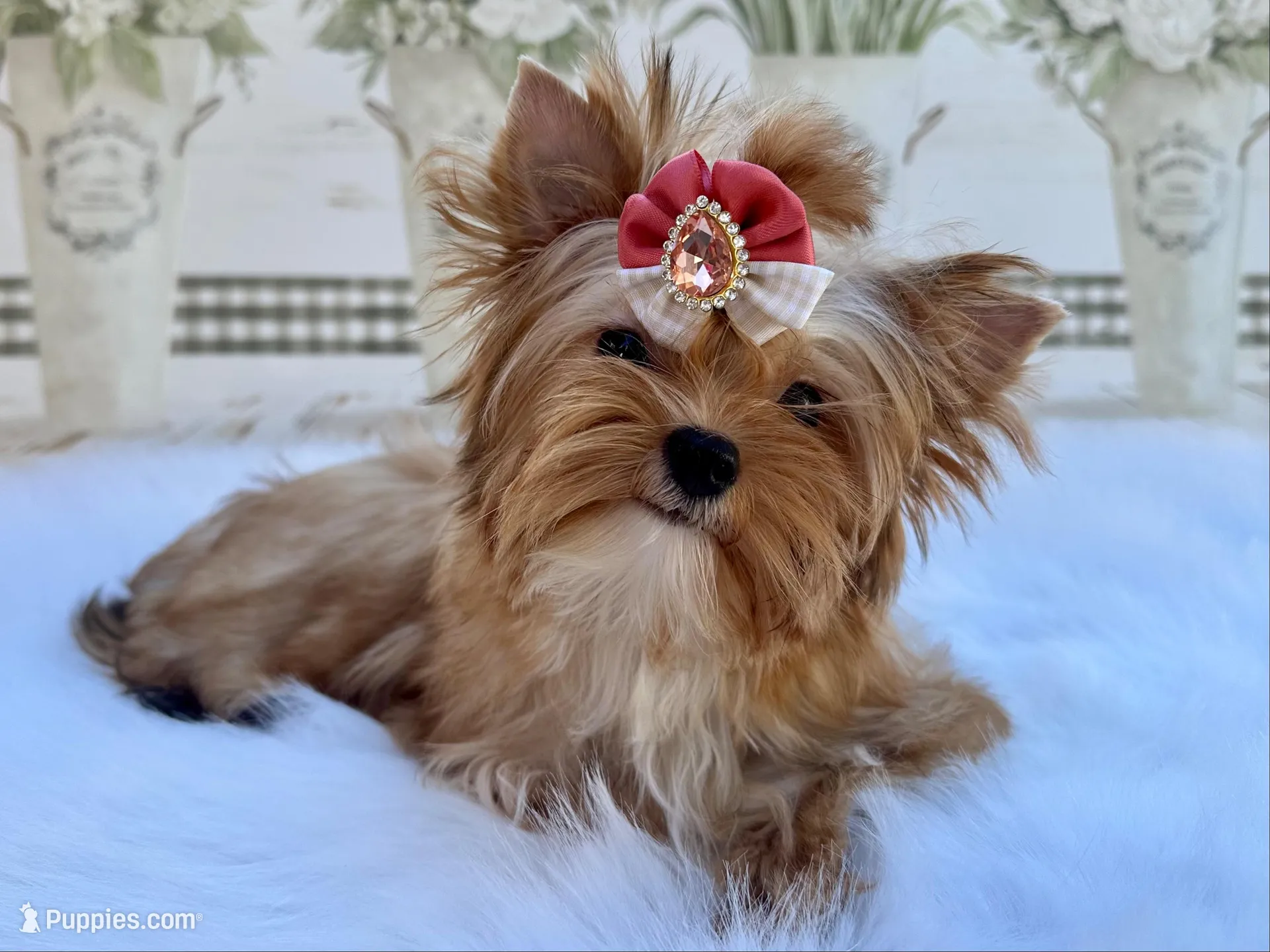 Nyx  – Yorkshire Terrier puppy for sale in Danville, CA