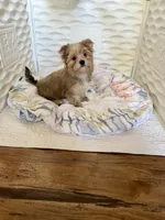 Sawyer , a female Yorkshire Terrier for sale in Danville, CA – 3 of 6