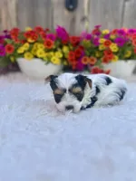 Noel , a female Yorkshire Terrier for sale in Danville, CA – Photo 5 of 9