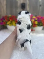 Noel , a female Yorkshire Terrier for sale in Danville, CA – Photo 3 of 9