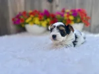 Noel , a female Yorkshire Terrier for sale in Danville, CA – Photo 4 of 9