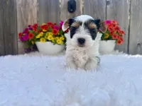 Noel , a female Yorkshire Terrier for sale in Danville, CA – Photo 8 of 9