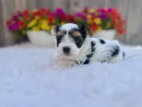 Noel , a female Yorkshire Terrier for sale in Danville, CA – Photo 6 of 9