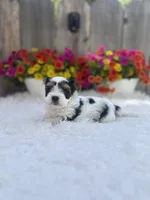 Noel , a female Yorkshire Terrier for sale in Danville, CA – Photo 7 of 9