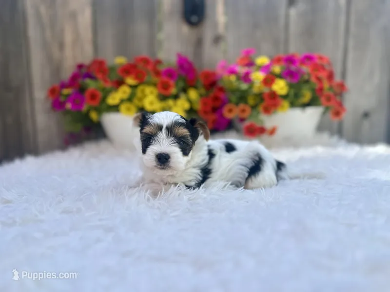 Noel  – Yorkshire Terrier puppy for sale in Danville, CA