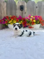 Noel , a female Yorkshire Terrier for sale in Danville, CA – Photo 2 of 9