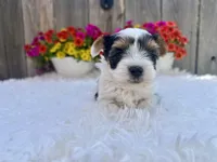 Noel , a female Yorkshire Terrier for sale in Danville, CA – Photo 9 of 9