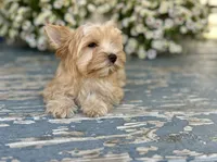 Bullion, a male Yorkshire Terrier for sale in Danville, CA – 3 of 7