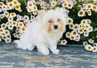 Comet, a male Yorkshire Terrier for sale in Danville, CA – 2 of 9