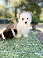 Boris reduced this weekend , a male Yorkshire Terrier for sale in Danville, CA – 8 of 10