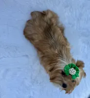 Nyx , a female Yorkshire Terrier for sale in Danville, CA – Photo 2 of 8