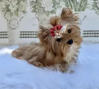 Nyx , a female Yorkshire Terrier for sale in Danville, CA – Photo 4 of 8