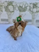 Nyx , a female Yorkshire Terrier for sale in Danville, CA – Photo 5 of 8