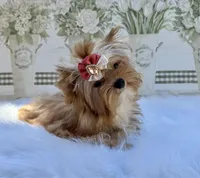 Nyx , a female Yorkshire Terrier for sale in Danville, CA – Photo 3 of 8