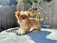 Nyx , a female Yorkshire Terrier for sale in Danville, CA – Photo 8 of 8