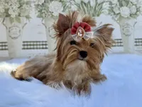 Nyx , a female Yorkshire Terrier for sale in Danville, CA – Photo 6 of 8