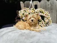 Bullion, a male Yorkshire Terrier for sale in Danville, CA – 5 of 7