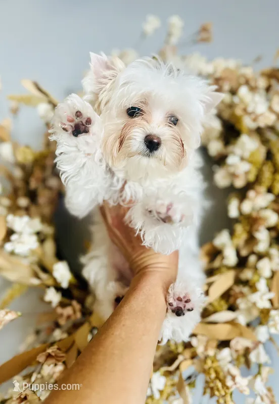 Comet – Yorkshire Terrier puppy for sale in Danville, CA