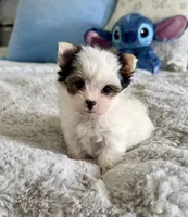 Havel, a female Yorkshire Terrier for sale in Danville, CA – 3 of 10