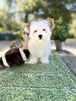 Boris reduced this weekend , a male Yorkshire Terrier for sale in Danville, CA – 7 of 10