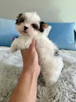 Havel, a female Yorkshire Terrier for sale in Danville, CA – 1 of 10