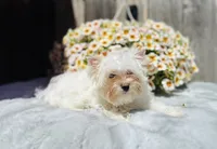 Comet, a male Yorkshire Terrier for sale in Danville, CA – 5 of 9