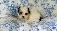 Havel, a female Yorkshire Terrier for sale in Danville, CA – 4 of 10