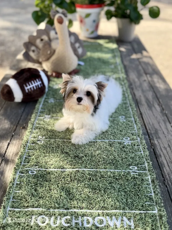 Havel – Yorkshire Terrier puppy for sale in Danville, CA