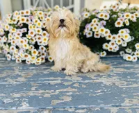 Bullion, a male Yorkshire Terrier for sale in Danville, CA – 7 of 7
